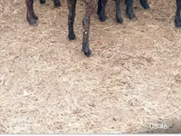 Ram, Sheep — photo 2
