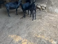 Kambing betina, Murcia-Granada goats — foto 2