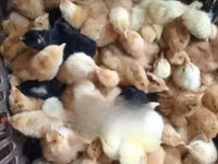 Chickens — foto 2
