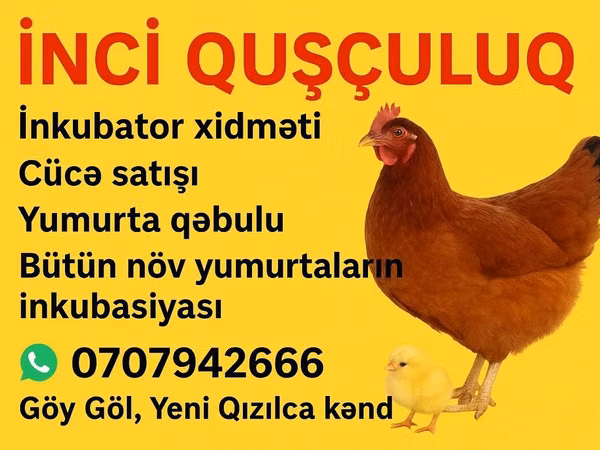 Chickens — Azerbaijan