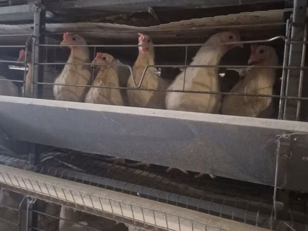 Chickens — Uzbekistan
