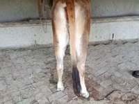 Cow, Jersey breed — photo 3