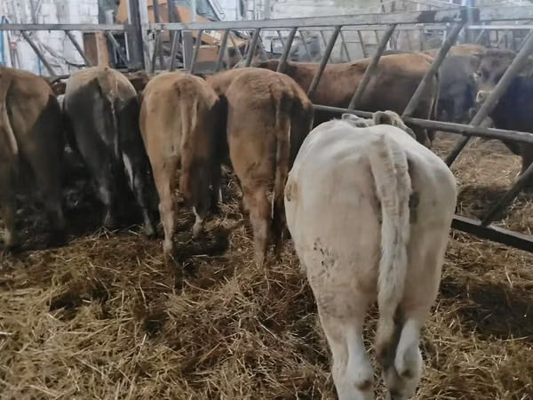 गाय, Simmental cattle