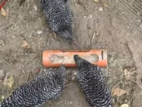 Chickens — լուսանկար 2