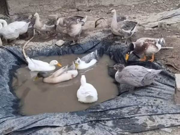 Ducks — Kirgisistan