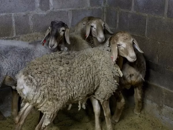 Ram, Sheep — Kyrgyzstan