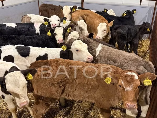 Cattle (batch, sex not specified), Simmental cattle — Poland