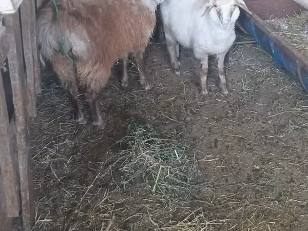 公羊, Sheep — 哈萨克斯坦