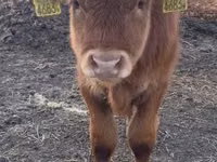 Bou, Vaca Limousine — foto 1