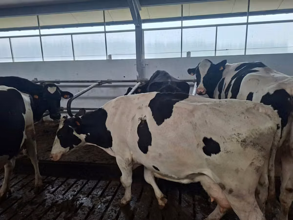 Cow, Holstein breed