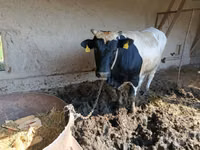 Bull, Holstein breed — photo 2