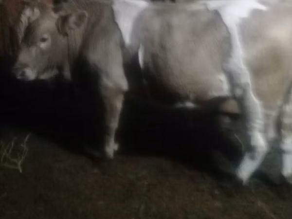 Bou, Simmental cattle — Kazahstan