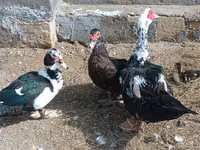 Ducks — photo 3
