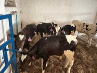 ወንድ በሬ, Holstein breed — ፎቶ 4