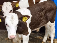 公牛, Simmental cattle — 照片 1