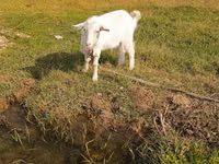 Capra, Capre — foto 6
