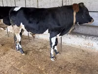 Bull, Russian Black pied cattle — photo 3