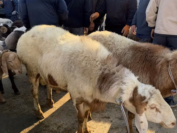 Ram, Arashan sheep