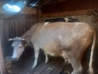 Vacă, Bovine — foto 1