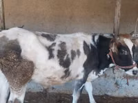Vaca, Bovinos — foto 1