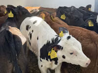 Bovine (lot, sex nespecificat), Simmental cattle — foto 4