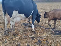Vacă, Russian Black pied cattle — foto 1