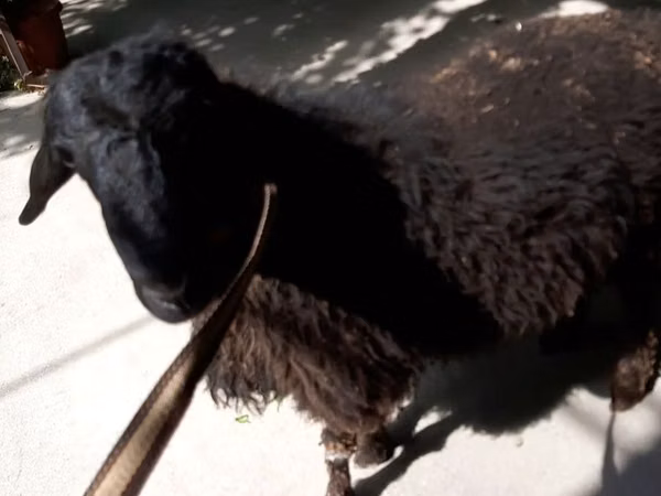 Ram, Rhon sheep — Uzbekistan