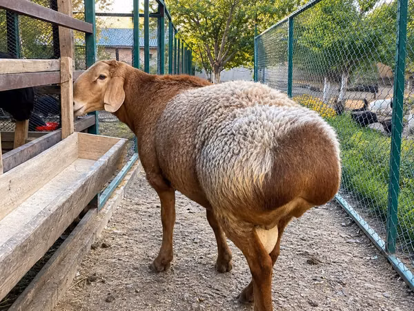 Ram, Arashan sheep — Kazakhstan