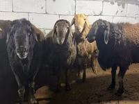 숫양, Arashan sheep — 사진 1