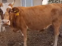 Гов, Latvian Blue cattle — акс 3