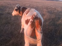 Bull, Cattle — photo 4