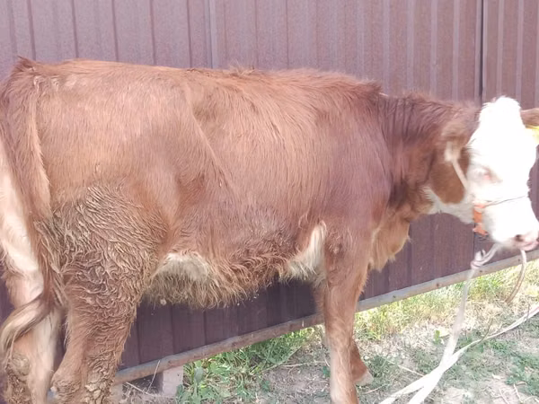 Krava, Swiss cattle