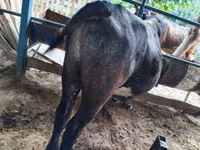 公牛, Cattle — 照片 3
