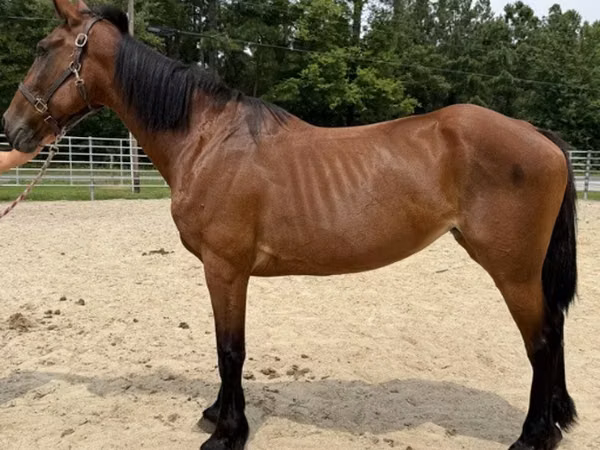 Mare, Horses — United States