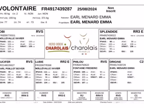 Bou, Charolais cattle — Regatul Unit