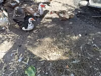 Muscovy domestica — foto 3
