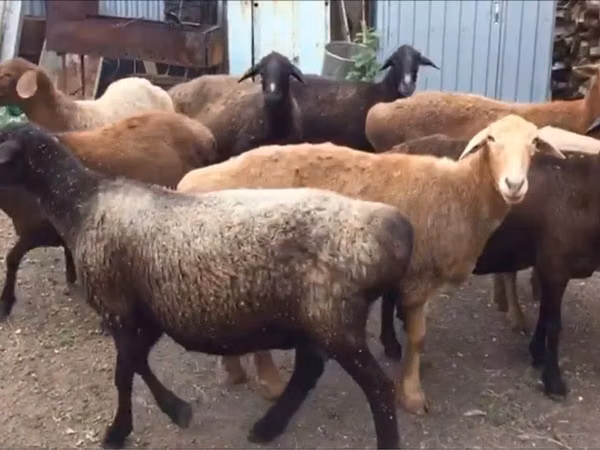 Ram, Sheep — Kazakhstan