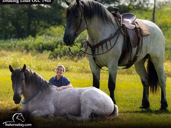 Horse (M), Percheron