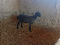 Sheep (batch, sex not specified), Sheep — photo 3
