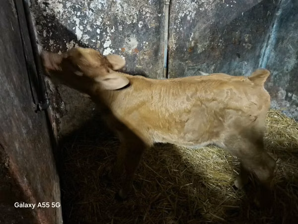 Cow, Cattle — Poland