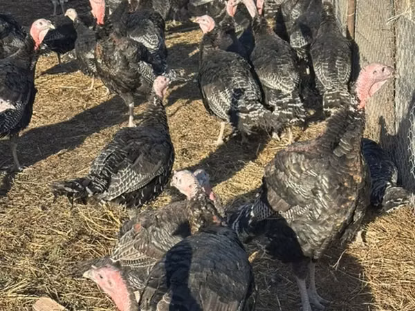 Turkeys