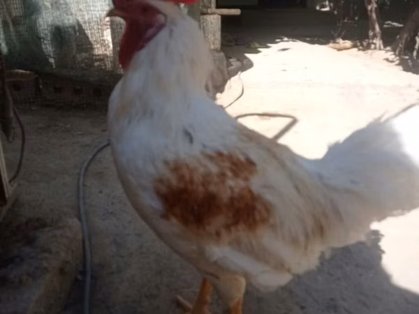 Chickens — Kyrgyzstan