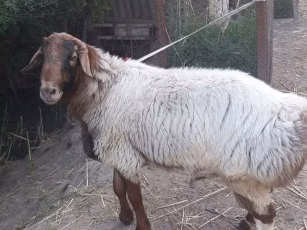 Kambing jantan, Sheep — Uzbekistan