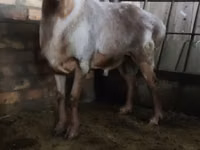 Kambing jantan, Sheep — foto 2