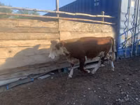 Lembu jantan, Simmental cattle — foto 4