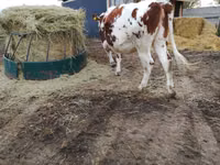 Үнээ, Simmental cattle — 3 зураг