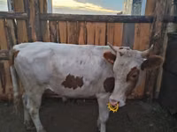公牛, Cattle — 照片 1