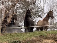 Mare, Rocky Mountain Horse — photo 3