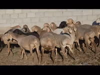 Sheep, Arashan sheep — photo 1