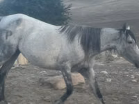Ձի, Kazakh horse — լուսանկար 4